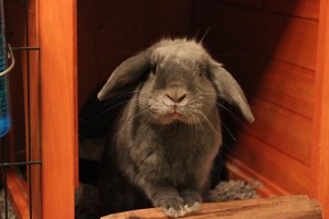 Kaninchen im Stall - von Daniel Redmond