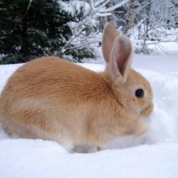 Kaninchen im Winter